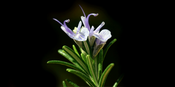 Rosemary Oil is as effective as Minoxidil for Androgenetic Alopecia