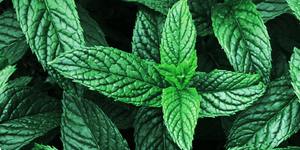 Peppermint Essential Oil Boosts Hair Growth Better Than Minoxidil